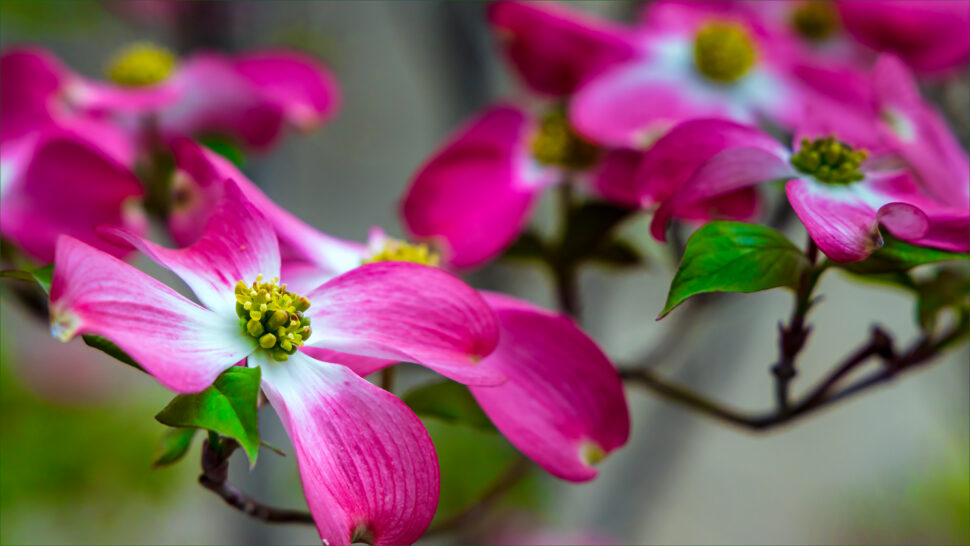 Close up of pink dogwood flowers