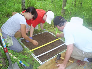 From the left, ORNL's Joanne Childs, Colleen Iversen and Rich Norby dig soil pits and excavate roots and soil at the FACE site.
