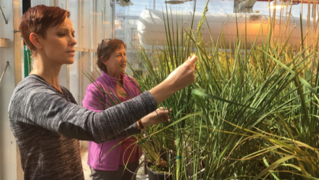 Forage Genetics plans to commercialize BESC invention
