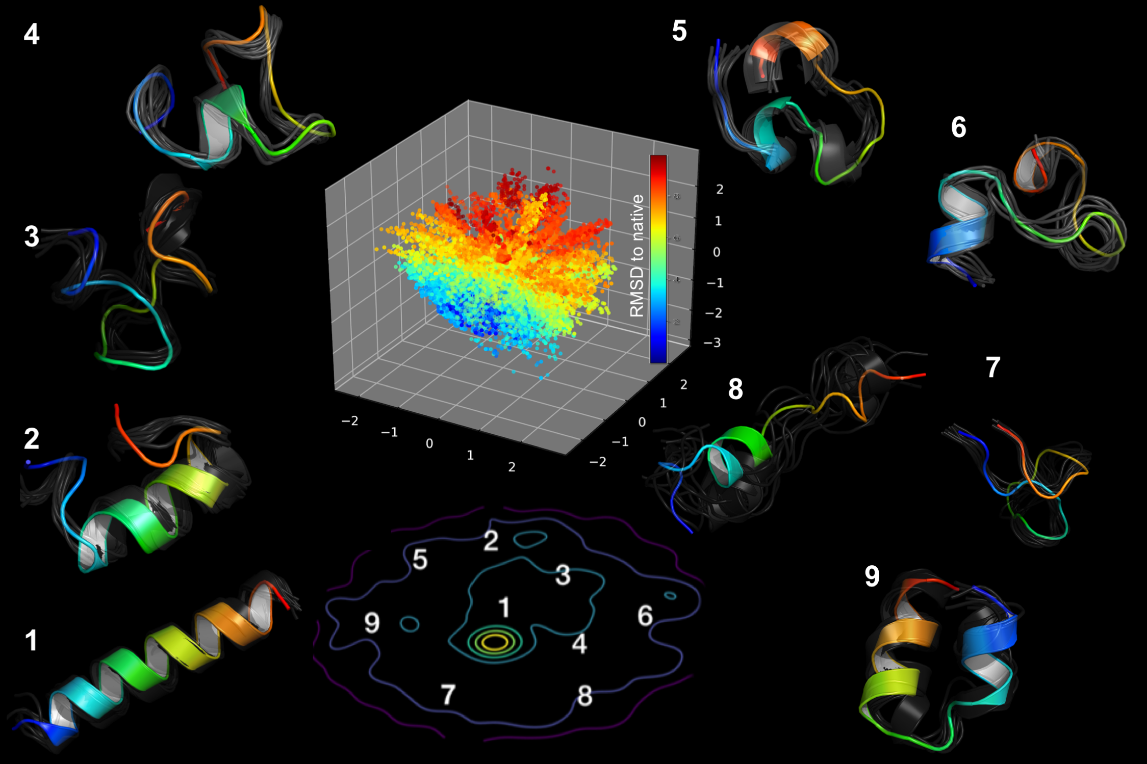Molecular dynamics simulations of the Fs-peptide revealed the presence of at least eight distinct intermediate stages during the process of protein folding. The image depicts a fully folded helix (1), various transitional forms (2–8), and one misfolded state (9). By studying these protein folding pathways, scientists hope to identify underlying factors that affect human health.