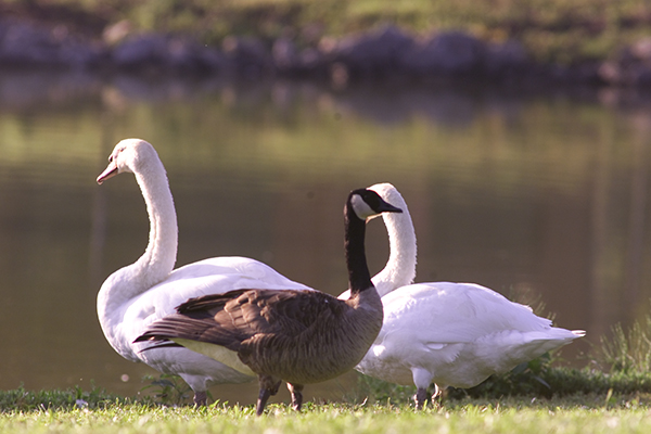 Swans and goose