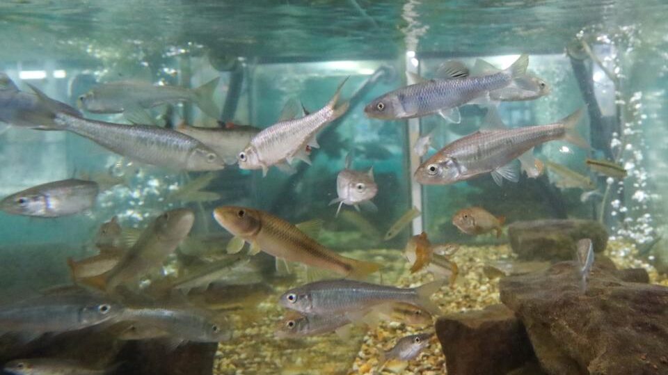 fish in a tank