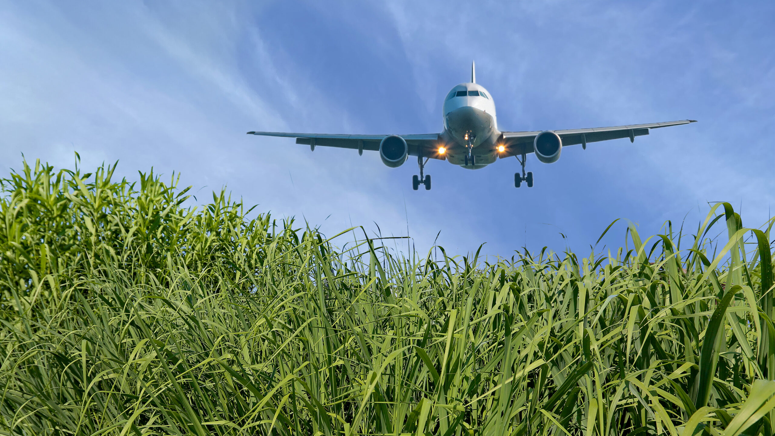 Airplane over a field of switchgrass