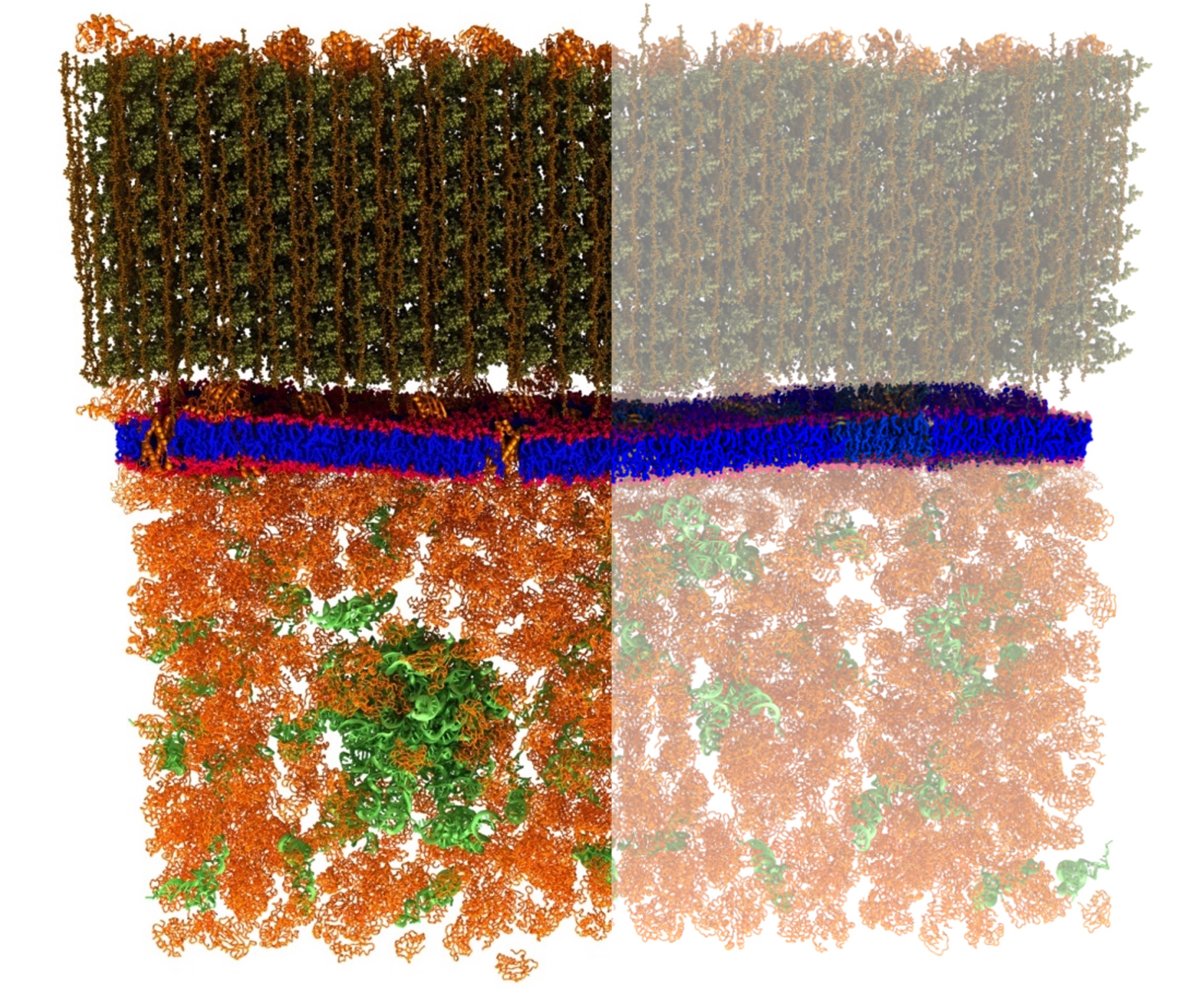Neutron scattering is a valuable technique for studying cell membranes