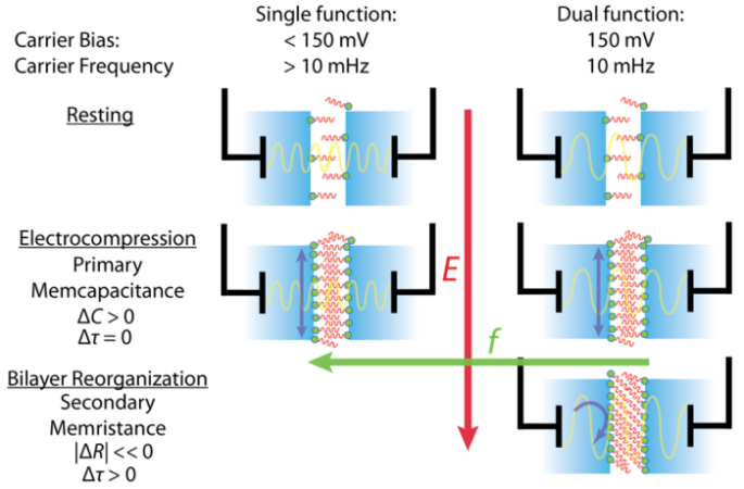 Dynamic Impedance Reveals Multiple Memory Elements in Membrane-Based Memcapacitors