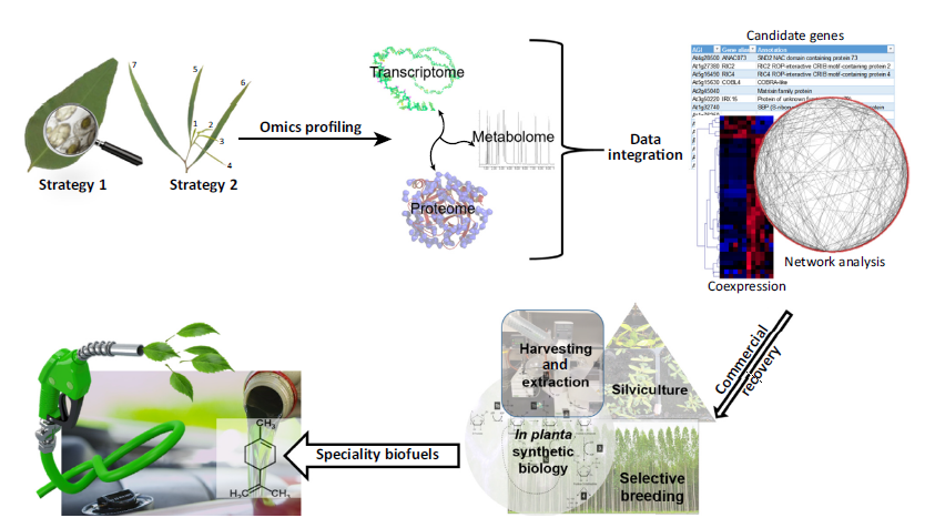 Roadmap for Commercialization of Specific Terpenes from Plants.
