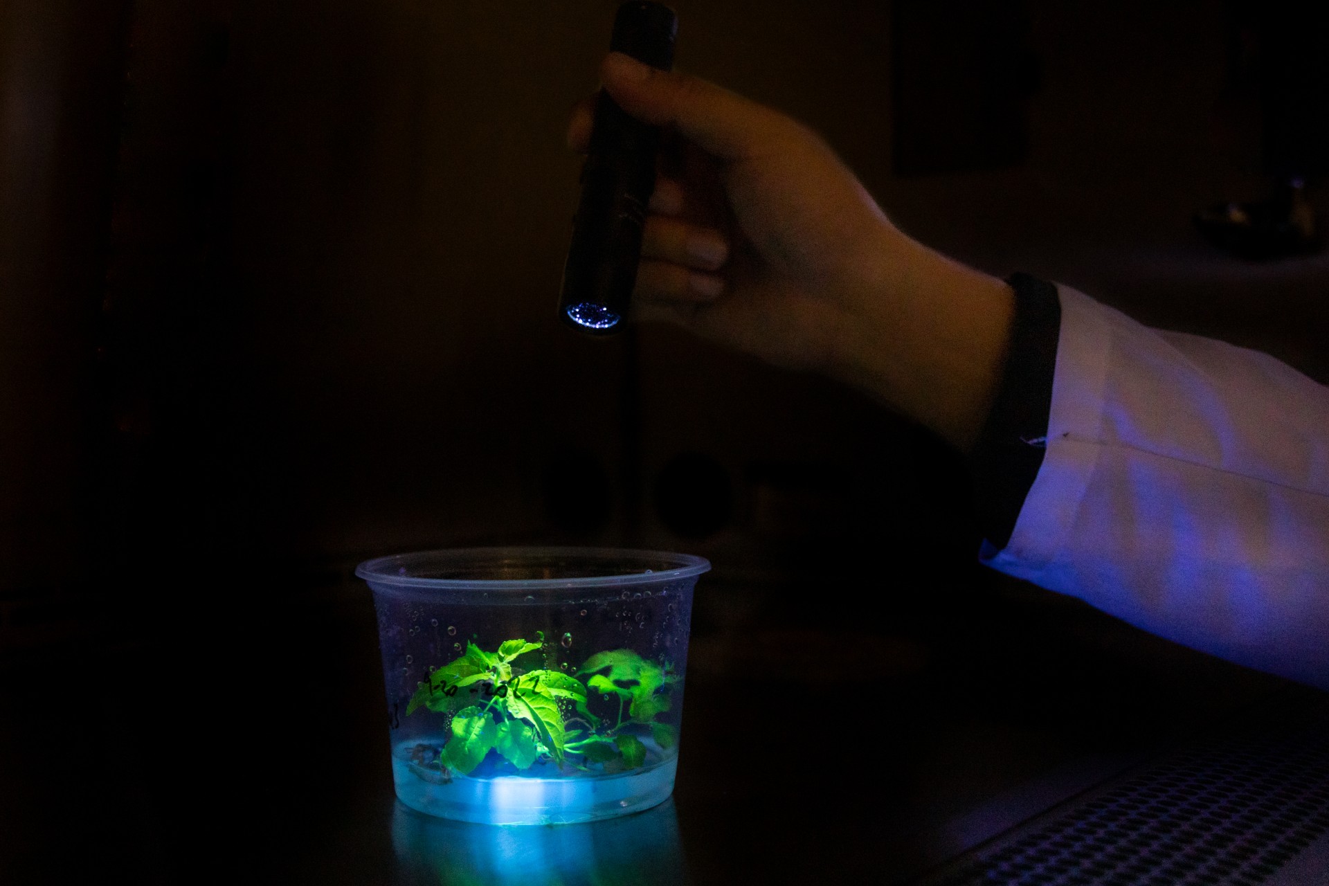 gene stacking technology