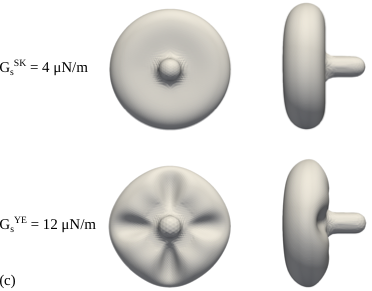 Visualization of the aspirated RBC shape.