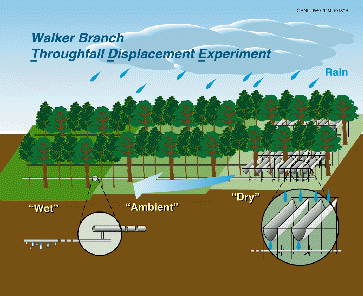 Walker Branch Illustration
