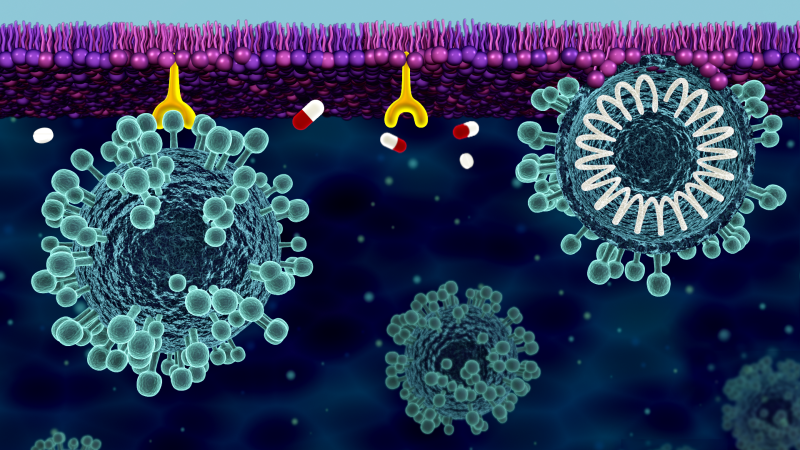 
The cell membrane is the cell’s first line of defense against the coronavirus responsible for COVID-19. The surface of the virus is covered with spike proteins, which bind to the cell membrane and facilitate viral infection. Researchers are investigating how this process works and what treatments can help to stop it. Credit: ORNL/Jill Hemman