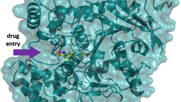 Biochemistry – Chasing the antidote