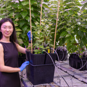 Mengjun Shu, an R&D Associate Staff Member in ORNL's Biosciences Division, stands among greenhouse-grown poplar trees at the Advanced Plant Phenotyping Laboratory while examining plant growth and development.