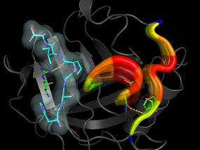 ORNL fundamental discovery casts enzymes in new light