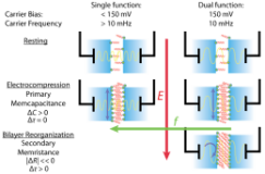 Dynamic Impedance Reveals Multiple Memory Elements in Membrane-Based Memcapacitors