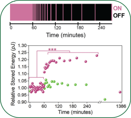 Long-term potentiation in phospholipid membranes