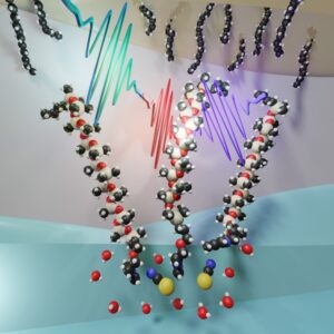 Ion Pairing Mediates Molecular Organization Across Liquid/Liquid Interfaces featured image