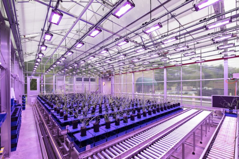 plants growing in the APPl biotech lab