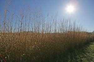 UGA, ORNL research team engineers microbes for the direct conversion of biomass to fuel