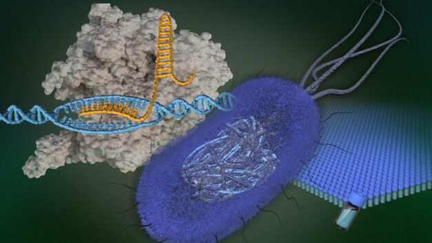 Sharpening an essential tool for biotechnology